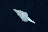 藏品(金絲捲管螺)的圖片